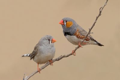 Australian Zebra Finch - Mandarin d'Australie (m+f)