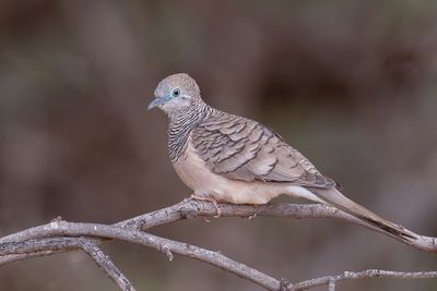 Peaceful Dove - Goulds Zebraduif - Géopélie placide