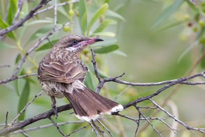 Spiny-cheeked Honeyeater - Goudkeelhoningeter - Méliphage à bavette