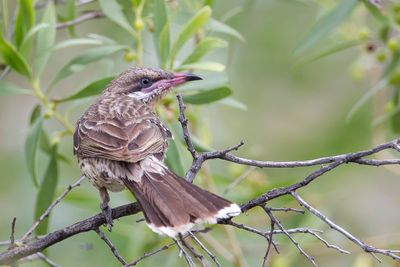 Spiny-cheeked Honeyeater - Goudkeelhoningeter - Méliphage à bavette