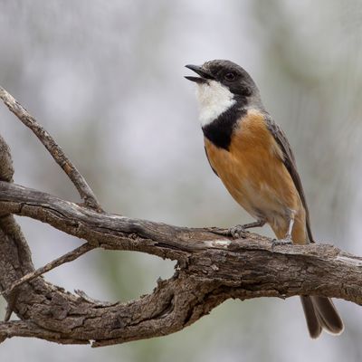 Rufous Whistler - Grijsrugfluiter - Siffleur itchong