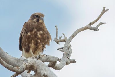 Brown Falcon - Grote Bruine Valk - Faucon bérigora