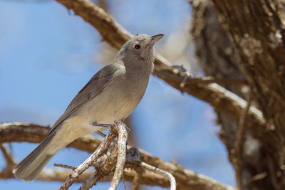 Grey Shrikethrush - Grijze Lijsterdikkop - Siffleur gris