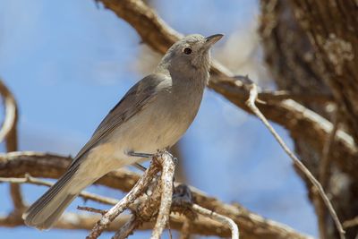 Grey Shrikethrush - Grijze Lijsterdikkop - Siffleur gris