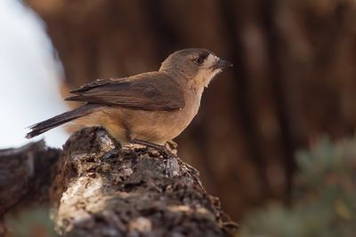 Southern Whiteface - Zuidelijke Witgezicht - Acanthize blanchâtre