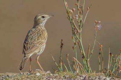 Australian Pipit - Australische Pieper - Pipit d'Australie