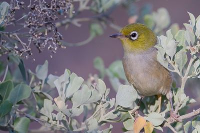 Silvereye - Australische Brilvogel - Zostérops à dos gris