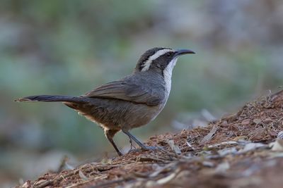 White-browed Babbler - Witbrauwbabbelaar - Pomatostome bridé