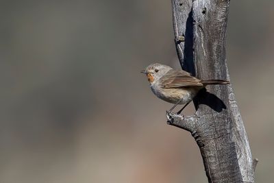 Redthroat - Roodkeelstruiksluiper - Séricorne rougegorge (m)