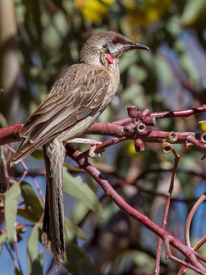 Red Wattlebird - Roodlelhoningeter - Méliphage barbe-rouge