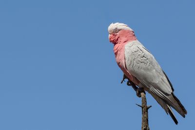 Galah - Roze Kaketoe - Cacatoès rosalbin