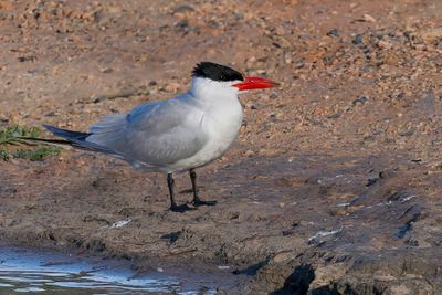 Caspian Tern - Reuzenstern - Sterne caspienne