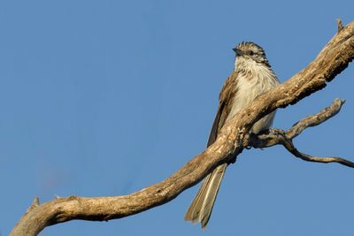 Striped Honeyeater - Gestreepte Honingeter - Méliphage lancéolé