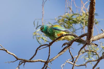 Mulga Parrot - Regenboogparkiet - Perruche multicolore (m)