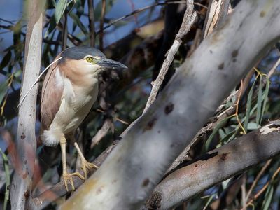 Nankeen Night Heron - Rosse Kwak - Bihoreau cannelle