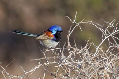 Purple-backed Fairywren - Roestschouderelfje - Mérion violacé (m)