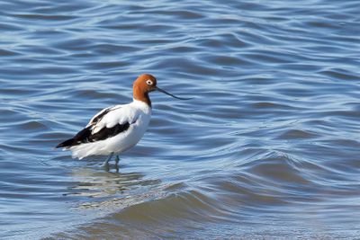 Red-necked Avocet - Australische Kluut - Avocette d'Australie