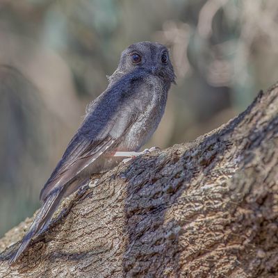Australian Owlet-nightjar - Australische Dwergnachtzwaluw - gothle d'Australie