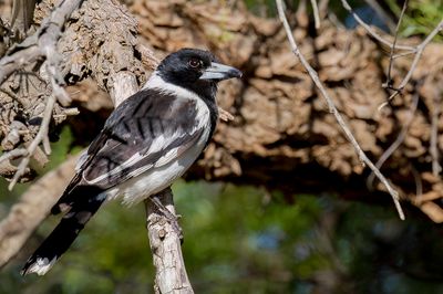 Pied Butcherbird - Zwartkeelorgelvogel - Cassican  gorge noire