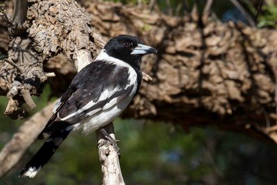 Pied Butcherbird - Zwartkeelorgelvogel - Cassican à gorge noire