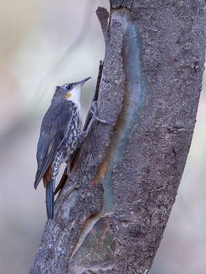 White-throated Treecreeper - Witkeelkruiper - Échelet leucophée (juv f)