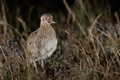 Plains-wanderer - Trapvechtkwartel - Pédionome errant (m)