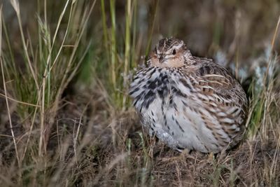 Stubble Quail - Stoppelveldkwartel - Caille des chaumes