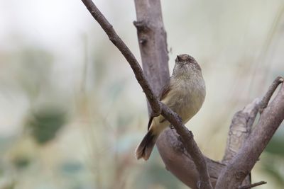 Buff-rumped Thornbill - Vaalstuitdoornsnavel - Acanthize à croupion beige