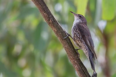 White-throated Treecreeper - Witkeelkruiper - Échelet leucophée (m)