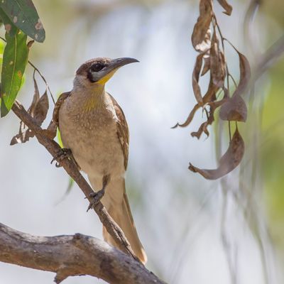 Little Friarbird - Kleine Lederkop - Polochion à menton jaune