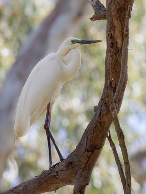 Great Egret - Grote Zilverreiger - Grande Aigrette