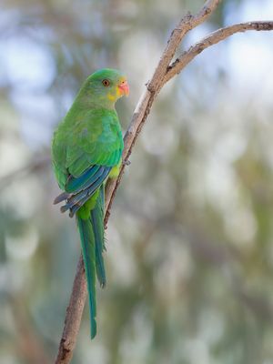 Superb Parrot - Barrabandparkiet - Perruche de Barraband (imm m)
