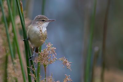 Australian Reed Warbler - Australische Karekiet - Rousserolle d'Australie