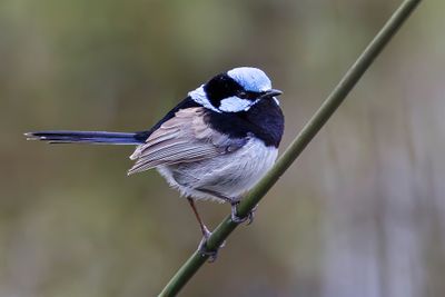 Superb Fairywren - Ornaatelfje - Mérion superbe (m)