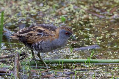 Baillon's Crake - Kleinst Waterhoen - Marouette de Baillon