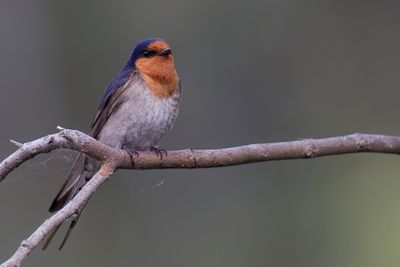 Welcome Swallow - Welkomzwaluw - Hirondelle messagère