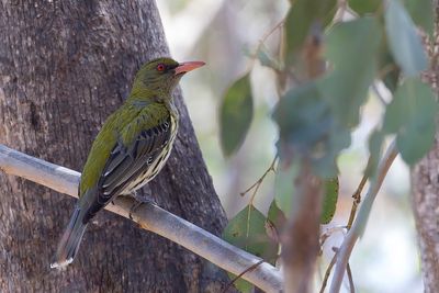 Olive-backed Oriole - Olijfrugwielewaal - Loriot sagittal