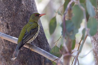 Olive-backed Oriole - Olijfrugwielewaal - Loriot sagittal