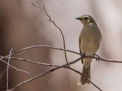 Fuscous Honeyeater - Brilhoningeter - Méliphage grisâtre