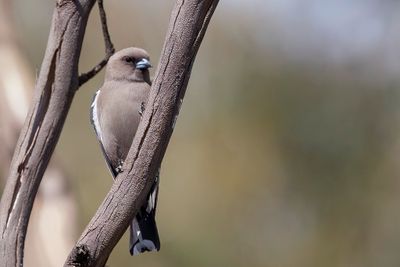 Dusky Woodswallow - Blauwvleugelspitsvogel - Langrayen sordide