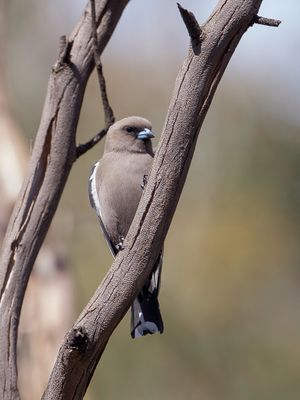 Dusky Woodswallow - Blauwvleugelspitsvogel - Langrayen sordide