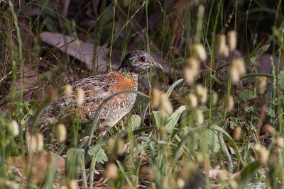 Painted Buttonquail - Bonte Vechtkwartel - Turnix bariolé