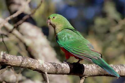 Australian King Parrot - Australische Koningsparkiet - Perruche royale (f)