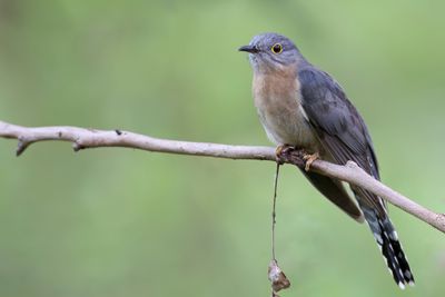 Fan-tailed Cuckoo - Waaierstaartkoekoek - Coucou à éventail