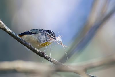 Spotted Pardalote - Gevlekte Diamantvogel - Pardalote pointillé