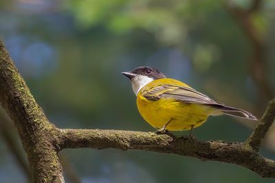 Australian Golden Whistler - Gouden Fluiter - Siffleur doré (m)