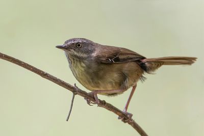 White-browed Scrubwren - Witbrauw-struiksluiper - Séricorne à sourcils blancs