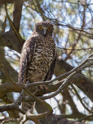 Powerful Owl - Grote Valkuil - Ninoxe puissante