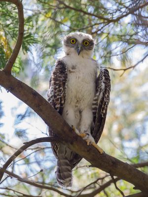 Powerful Owl - Grote Valkuil - Ninoxe puissante (j)