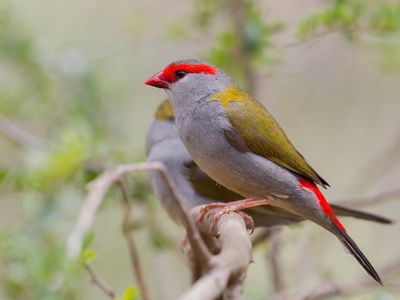 Red-browed Finch - Doornastrild - Diamant à cinq couleurs